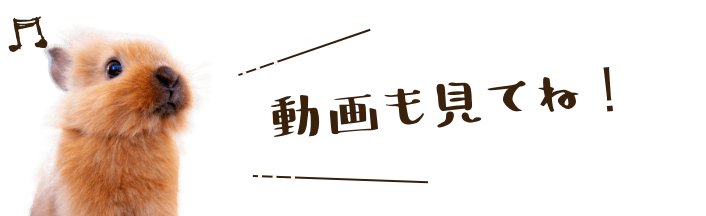 動画も見てね！